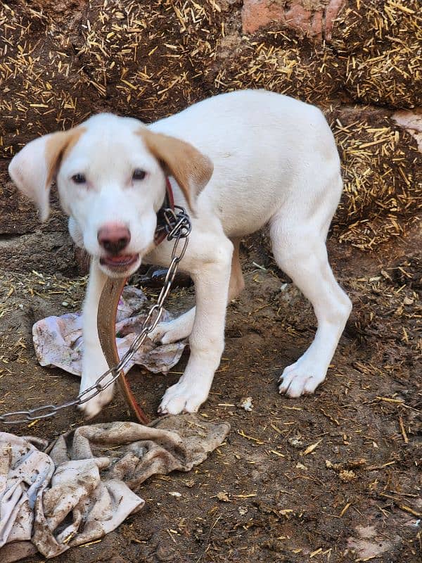 Pointer x bull terrier cross. . . Female. . 5