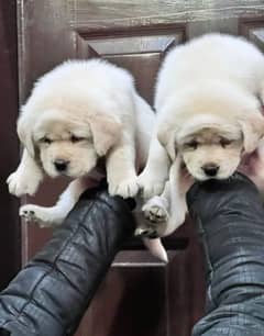 Fawn Labrador pair