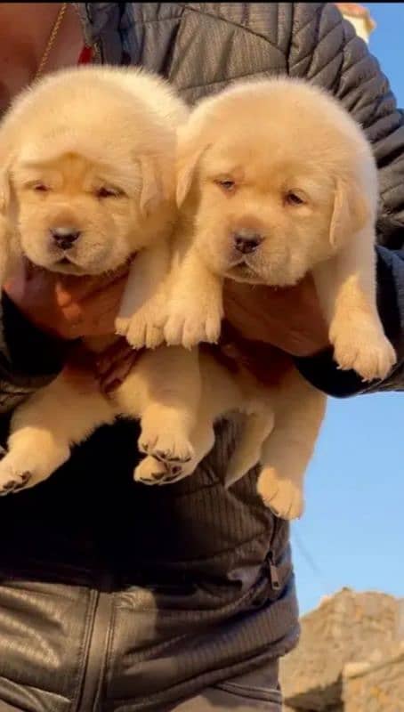 Fawn Labrador pair 2