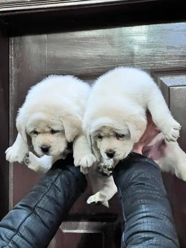 Fawn Labrador pair 3