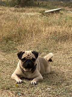 pug female for sale