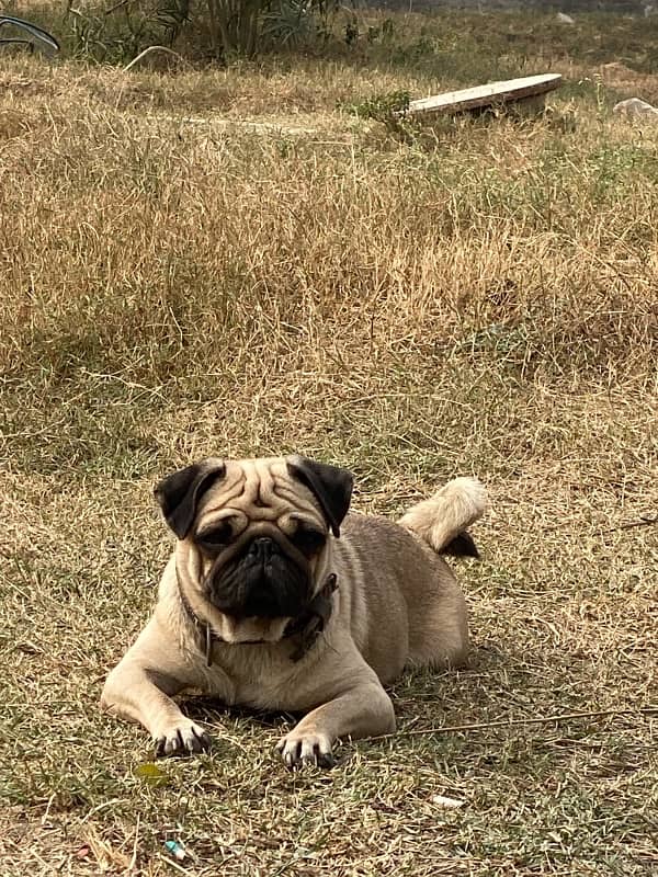 pug female for sale 0