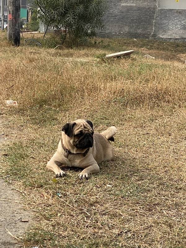 pug female for sale 1