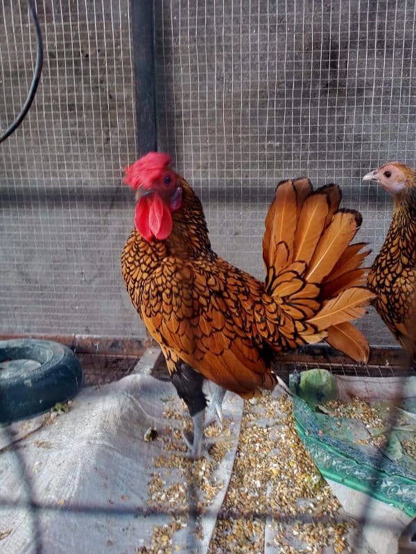 golden sebright, hen, fancy Hen, fancy bird 3