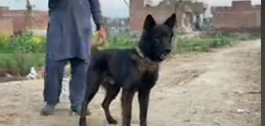 Beghyari dogs