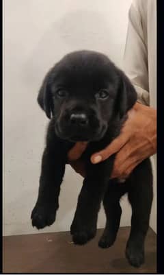 Black Labrador female