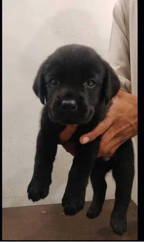 Black Labrador female 0