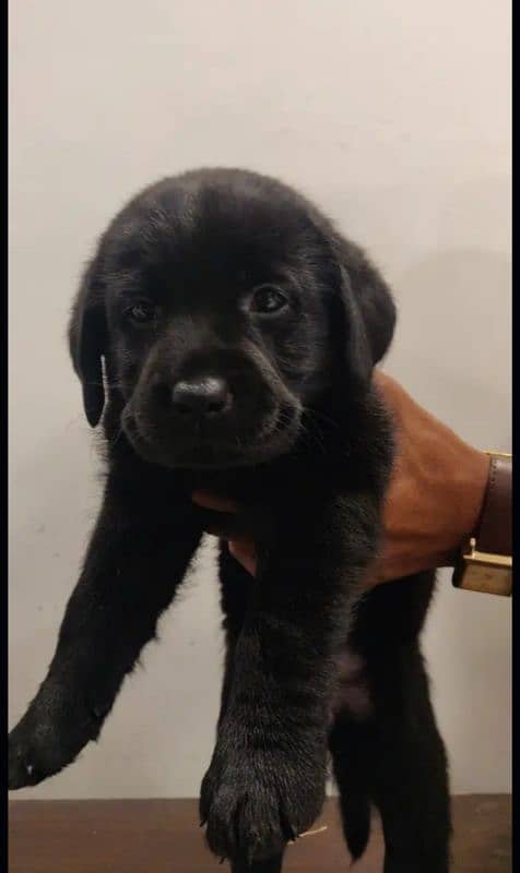 Black Labrador female 2