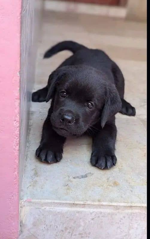 Black Labrador female 3