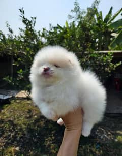 Pomerania puppy's available 03213155559