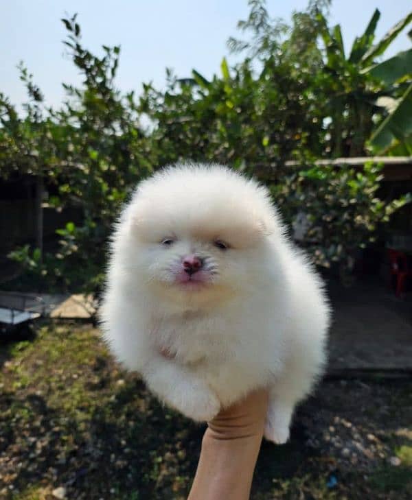 Pomerania puppy's available 03213155559 1