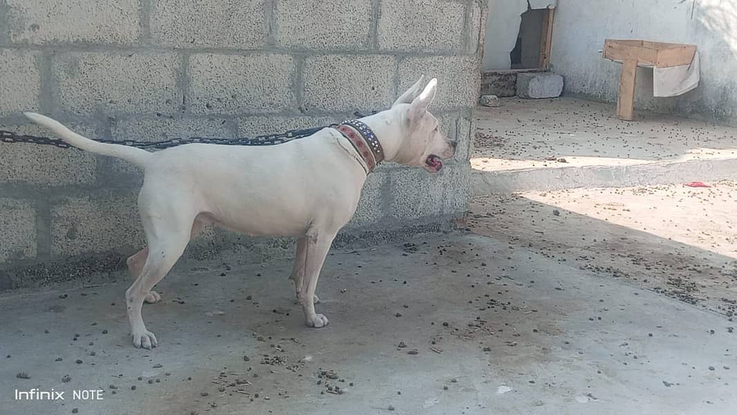 Kohati Gultair Dog  | Kohati Gultair Female | Kohati Dog For Sale 2