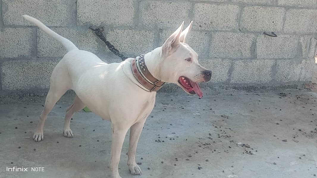 Kohati Gultair Dog  | Kohati Gultair Female | Kohati Dog For Sale 3