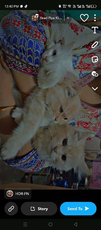 persian cats for sale. . 3