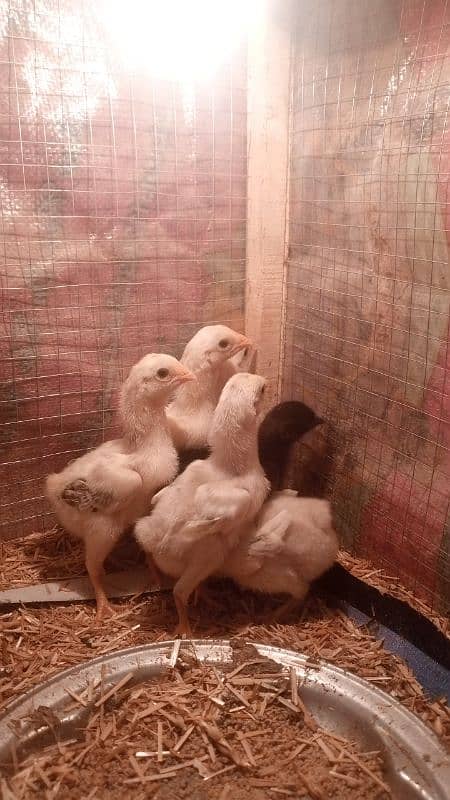 blue shamo cross heera chicks 0