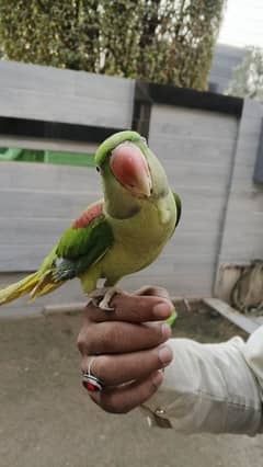 Rawparrot