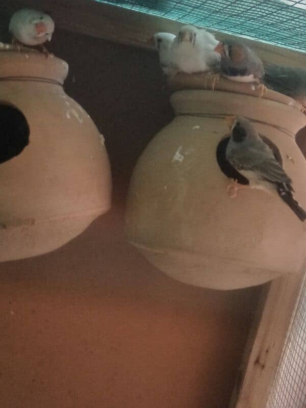 finch for sale 3 pair 0