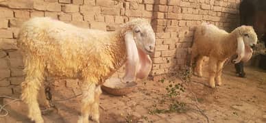 kajla dumba mundra dumba forsale sheeps bakra