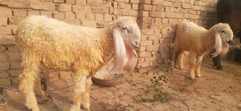 kajla dumba mundra dumba forsale sheeps bakra 0