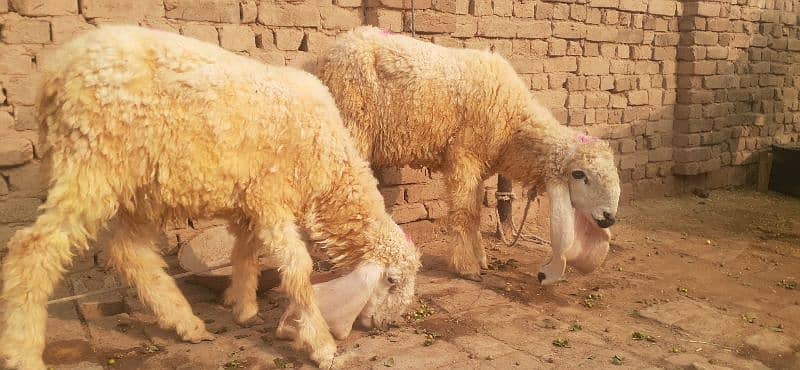 kajla dumba mundra dumba forsale sheeps bakra 1