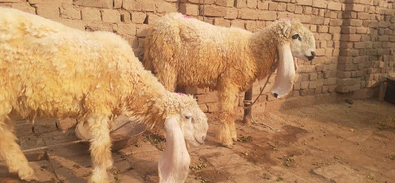 kajla dumba mundra dumba forsale sheeps bakra 2