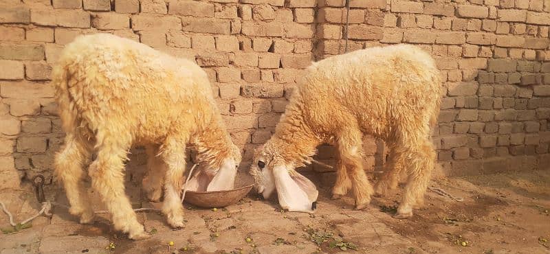 kajla dumba mundra dumba forsale sheeps bakra 3