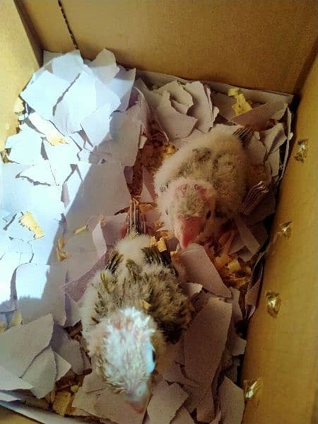 cinamon conure chicks. 1