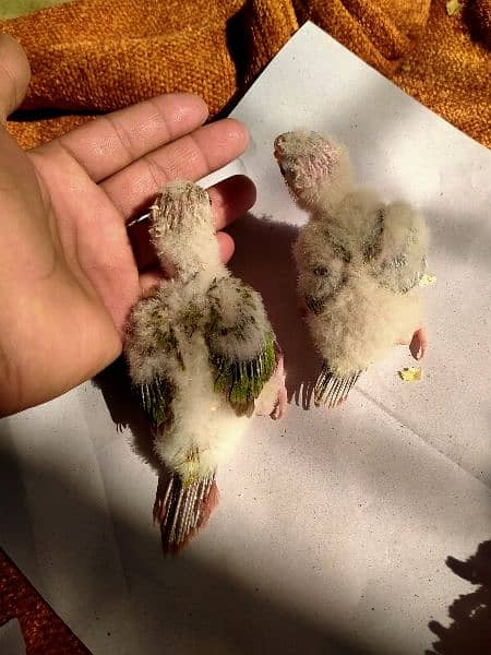 cinamon conure chicks. 3