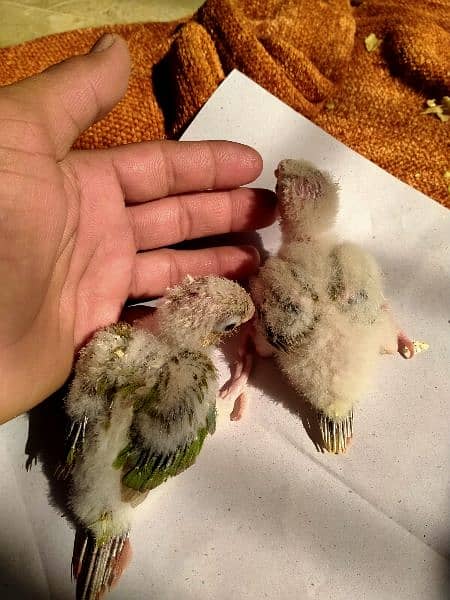 cinamon conure chicks. 4