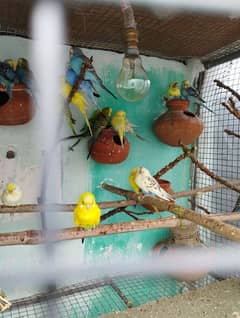 budgie