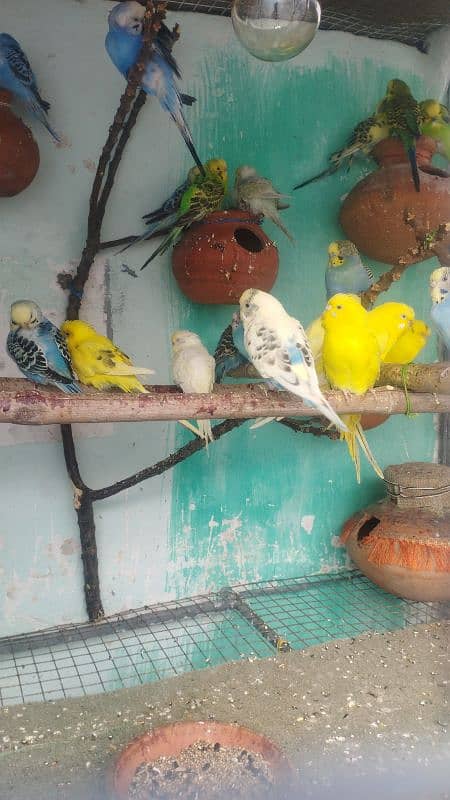 budgie parrots breeding pairs available red eyes available 3