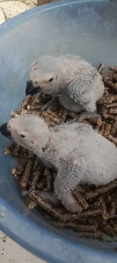 grey parrot sun conure all types of color Ring neck & phari chick av