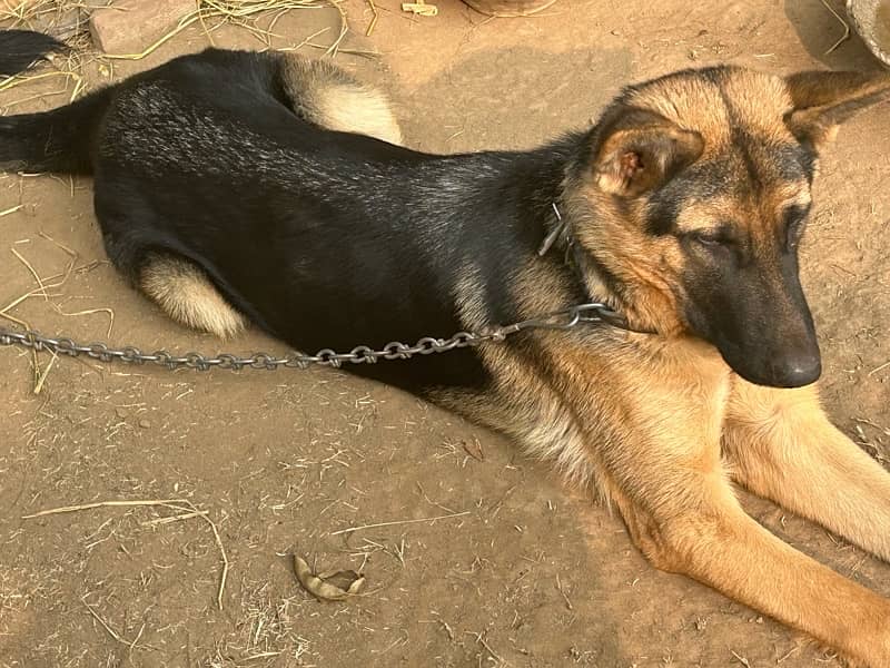 belgian shepherd female dog 1