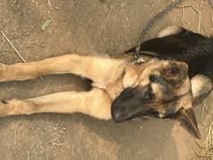 belgian shepherd female dog