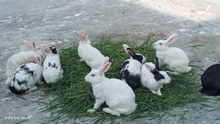 full white red eyes rabbit for sale breeder peyr