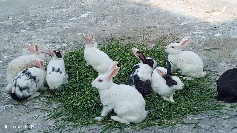 full white red eyes rabbit for sale breeder peyr 0