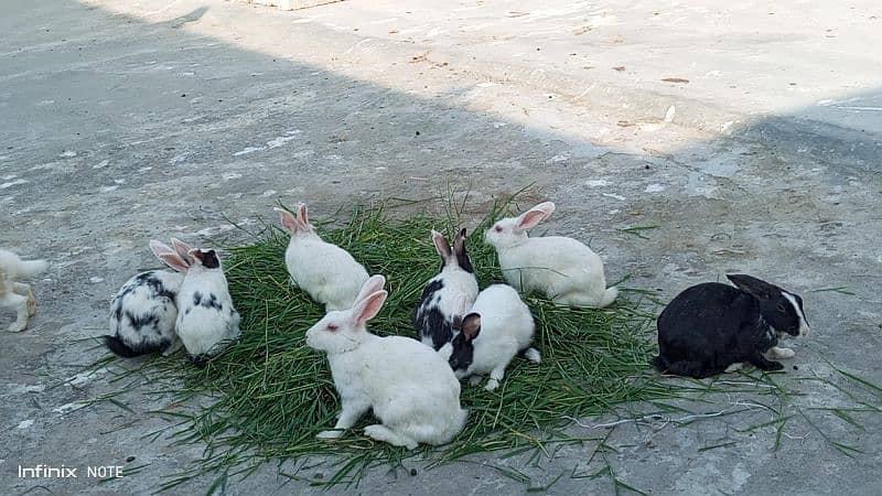 full white red eyes rabbit for sale breeder peyr 1