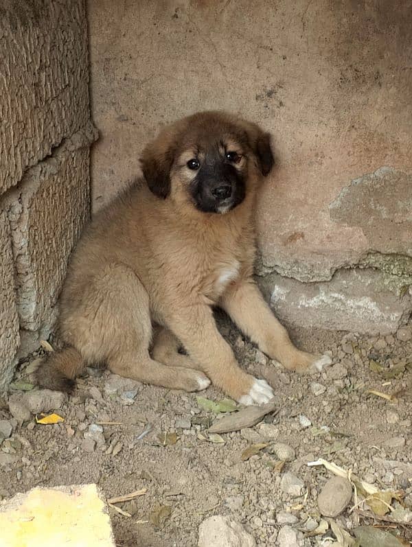 kaghani dog puppy pair 1