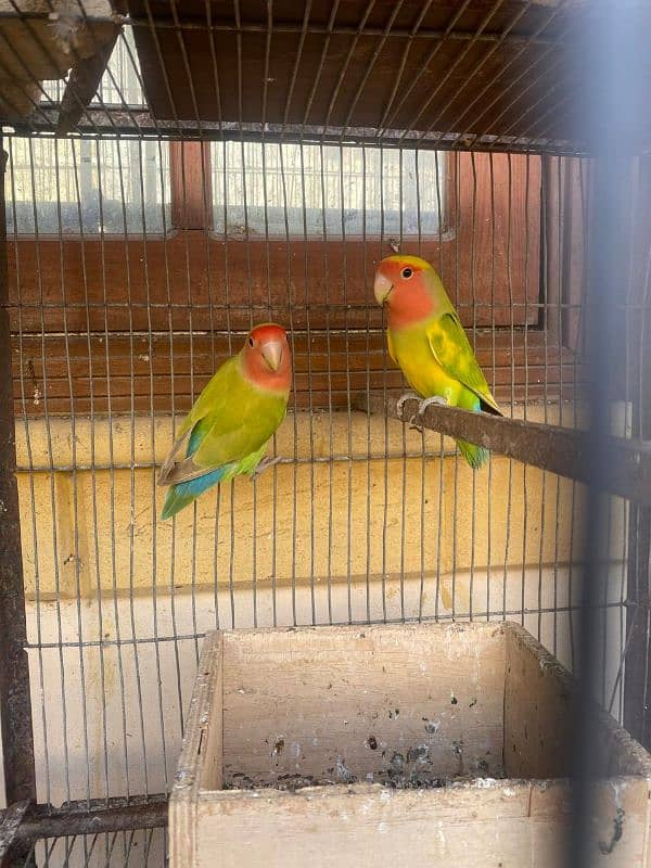 love birds e 5