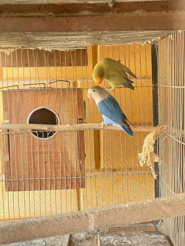 love birds e 7