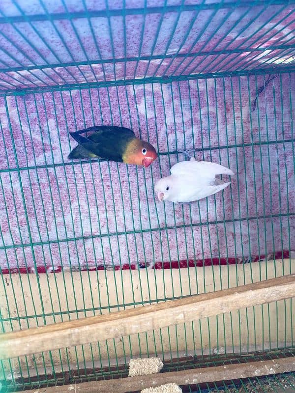 love birds e 9