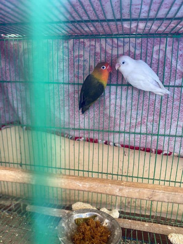 love birds e 10