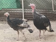 turkey for sale