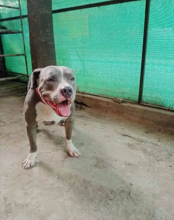 American pitbul Ready to breading. 1