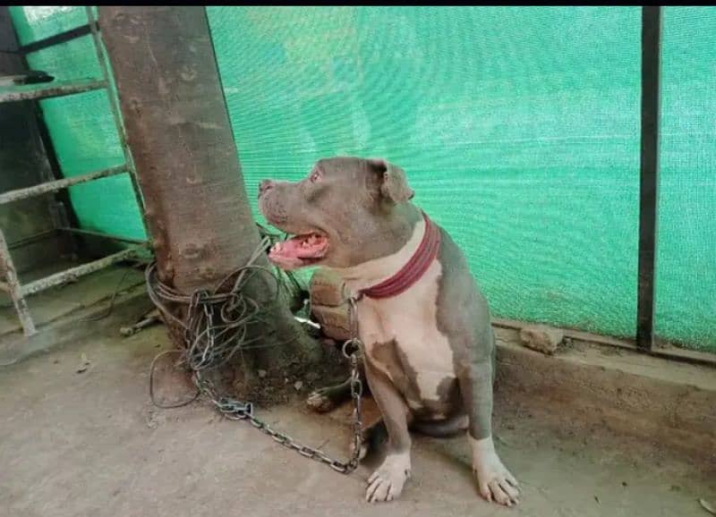 American pitbul Ready to breading. 5