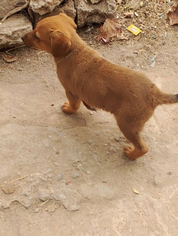 security dog puppy pair 0