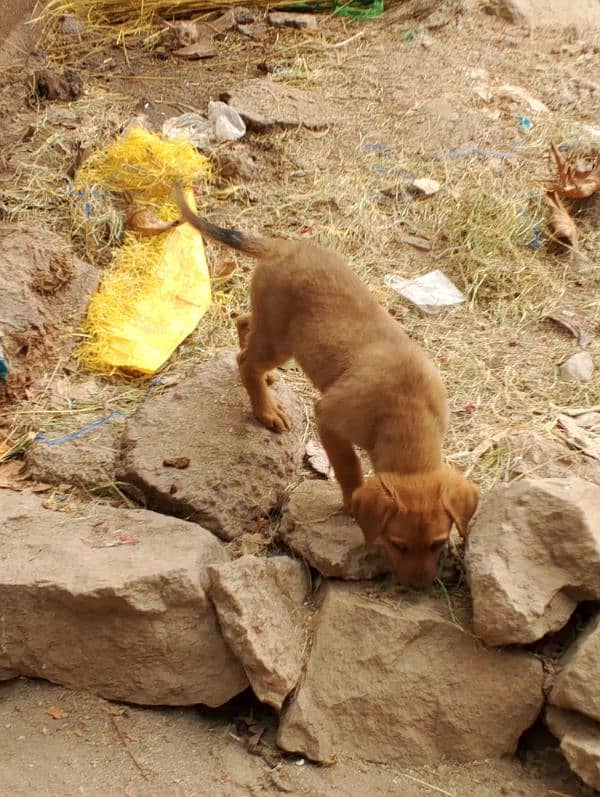 security dog puppy pair 2