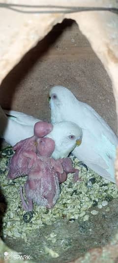 albino red eyes 7 bireeder pairs with chicks