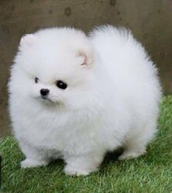 Pomeranian puppy 03365993385 0