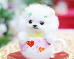 Pomeranian puppies 03365993385